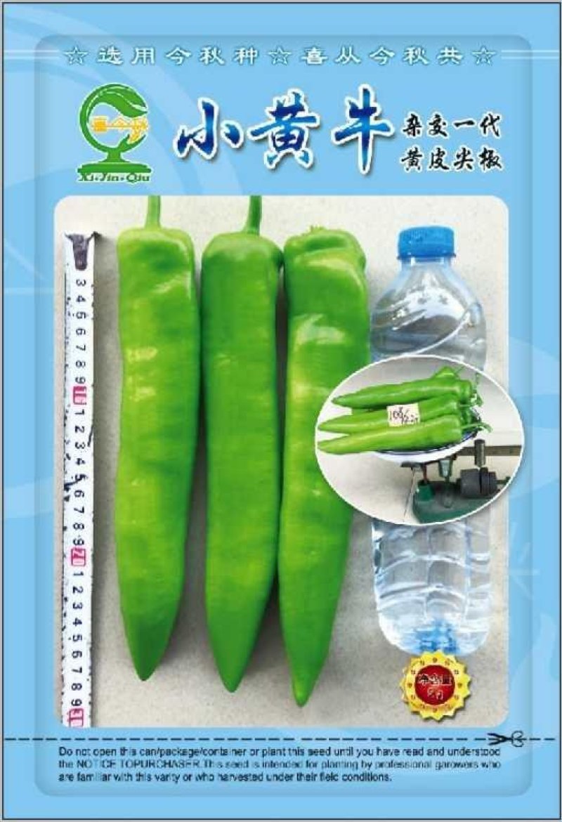 小黄牛黄皮尖椒种子早中熟抗高温耐湿耐低温采收期长