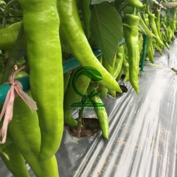 小黄牛黄皮尖椒种子早中熟抗高温耐湿耐低温采收期长