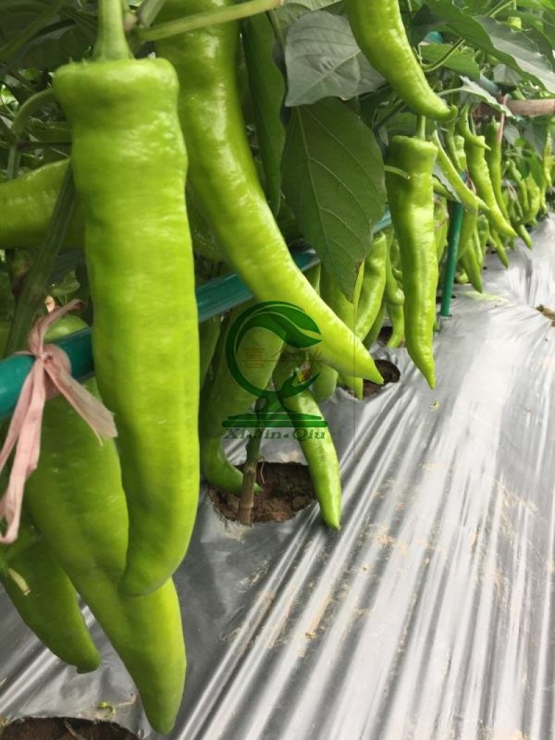 小黄牛黄皮尖椒种子早中熟抗高温耐湿耐低温采收期长