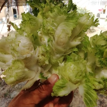 早熟儿菜