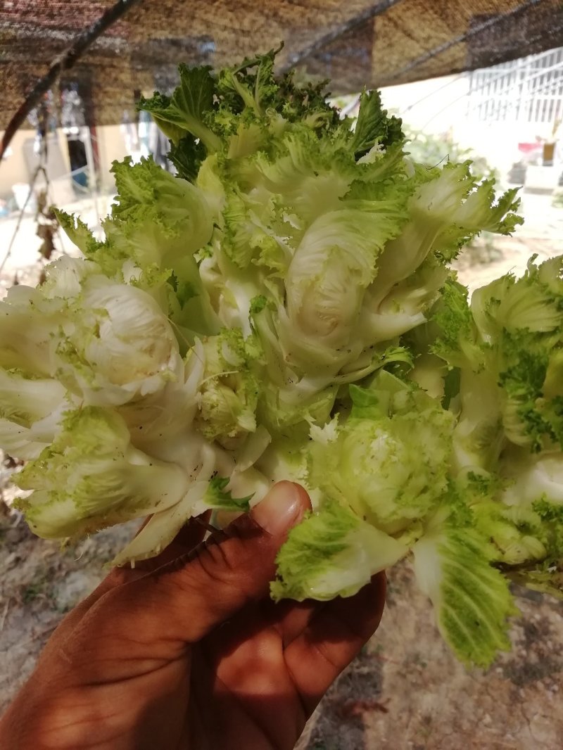 早熟儿菜
