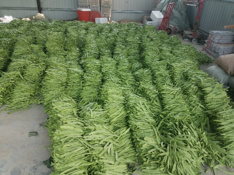 潍坊青州，绿扁豆，扁青，大量上市欢迎老板咨询采购。