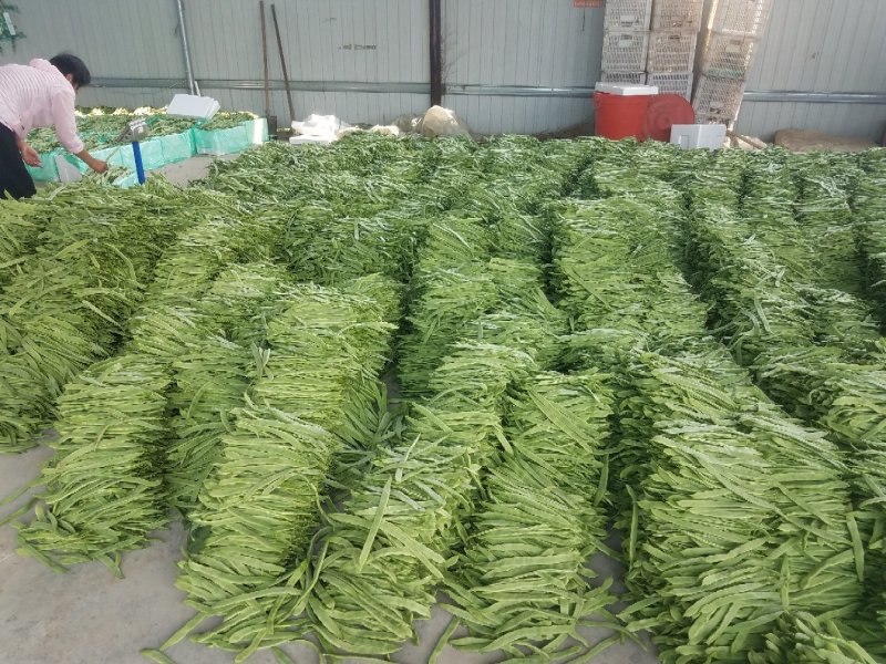 潍坊青州，绿扁豆，扁青，大量上市欢迎老板咨询采购。