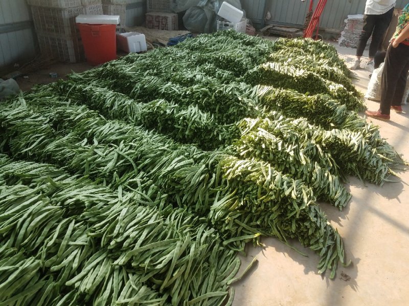 潍坊青州，绿扁豆，扁青，大量上市欢迎老板咨询采购。