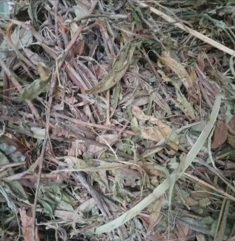 猪笼草.产地广西，道地药材，质优价实，品质保证，药典标准