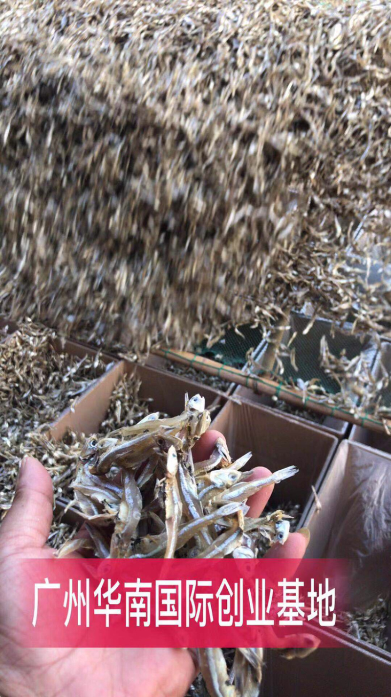 小银鱼干日晒鱼干，足干，淡干无盐，咸干，小鱼干
