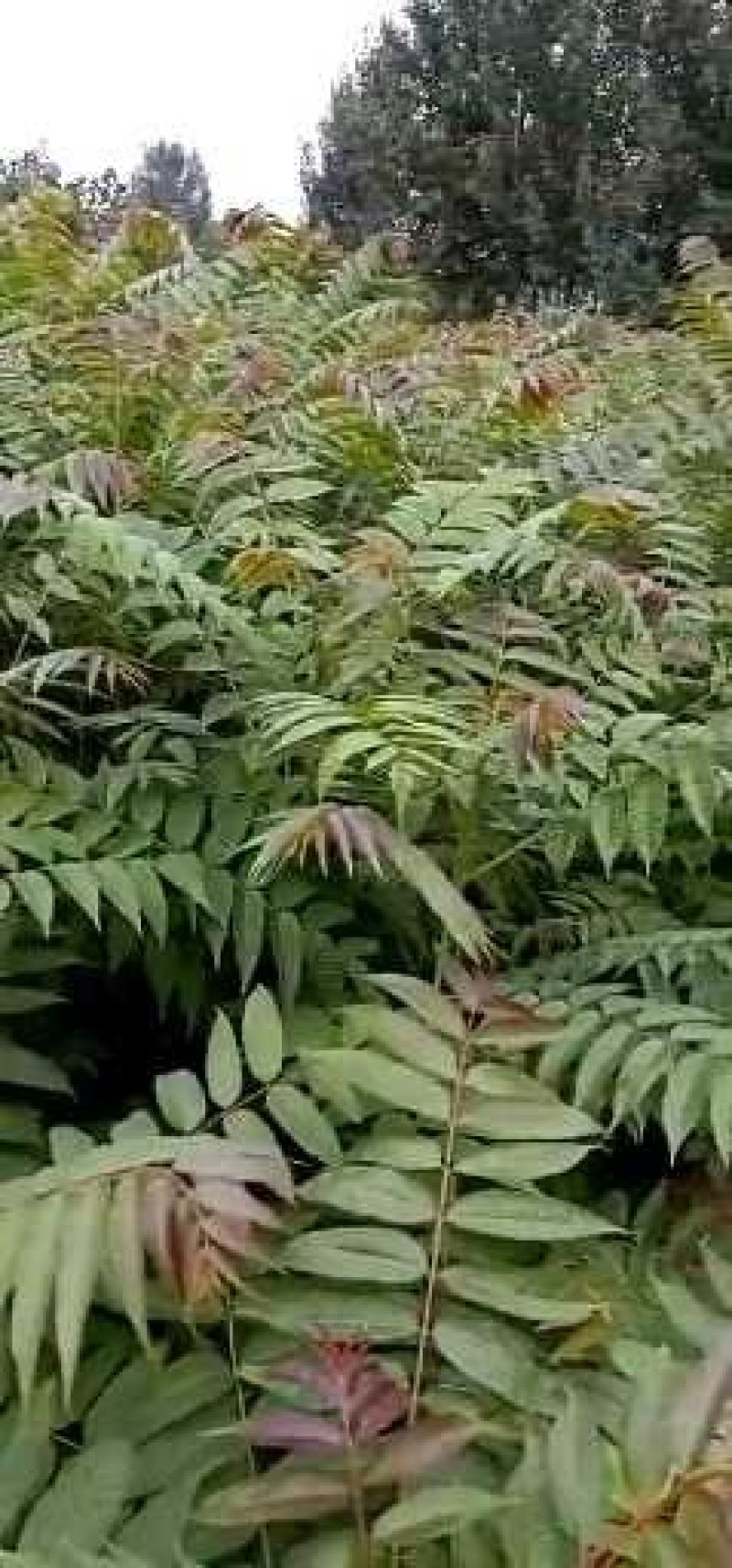 红油香椿树
