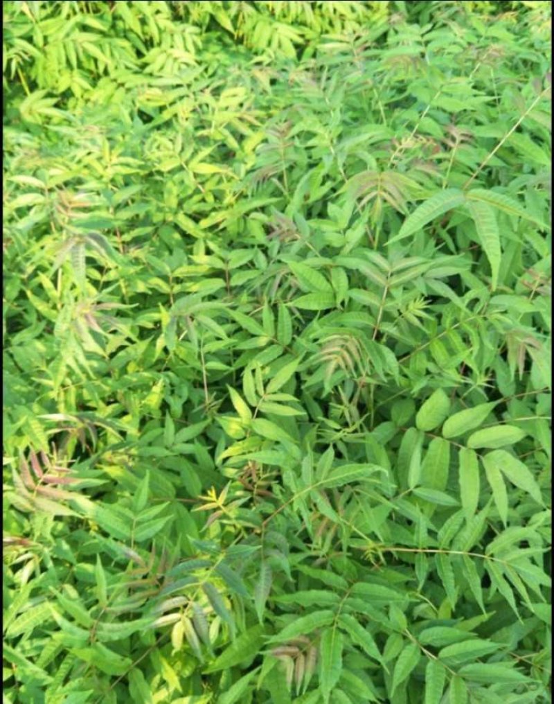 红油香椿树