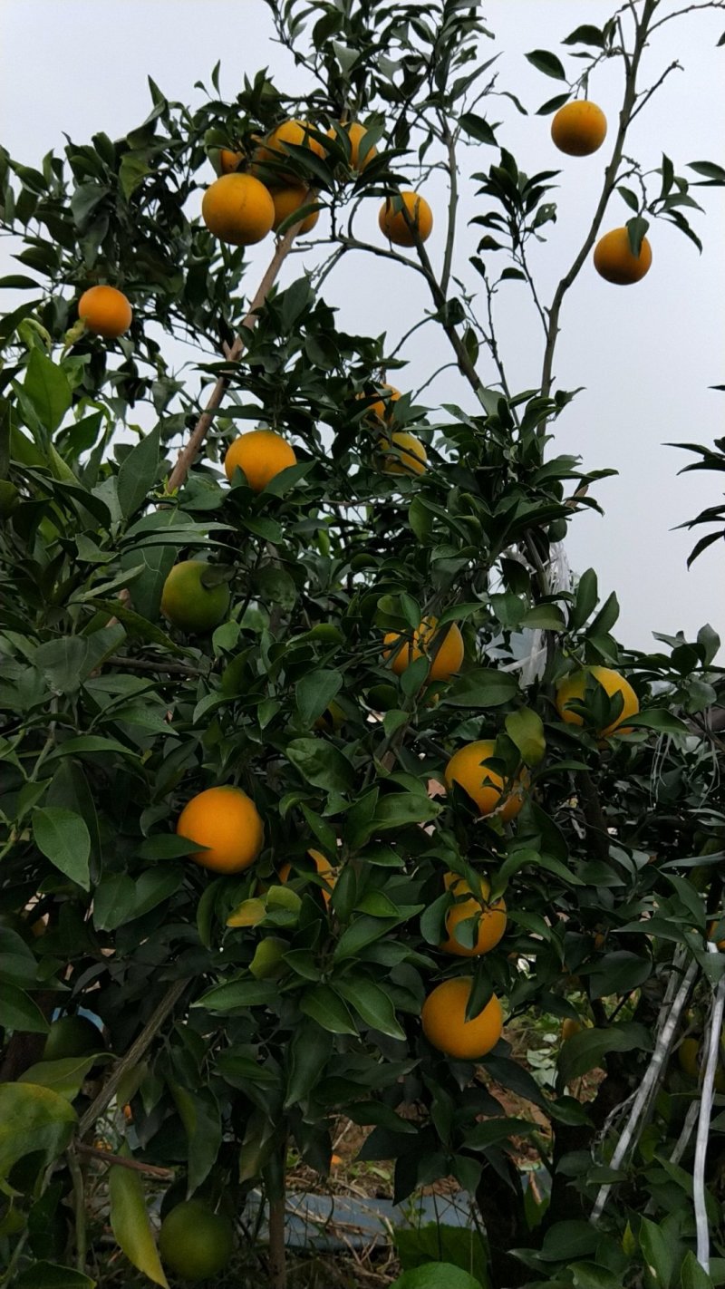 爱媛