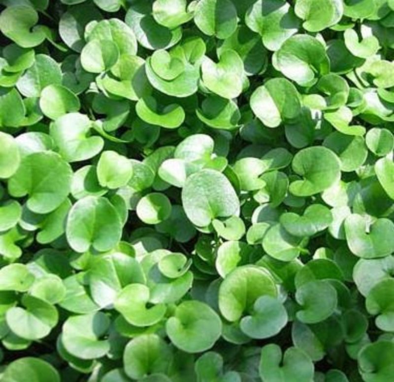 马蹄金种子绿化草坪牧草种子草籽四季易种易活耐活品种