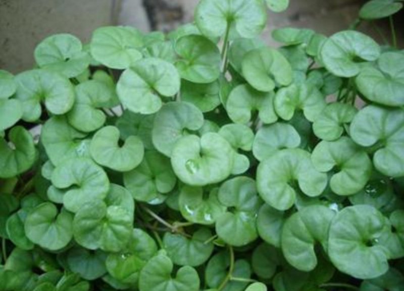 马蹄金种子绿化草坪牧草种子草籽四季易种易活耐活品种