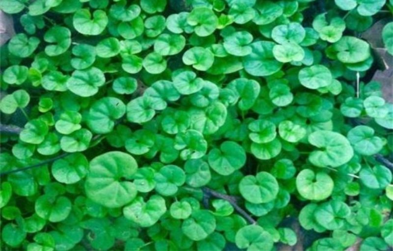 马蹄金种子绿化草坪牧草种子草籽四季易种易活耐活品种