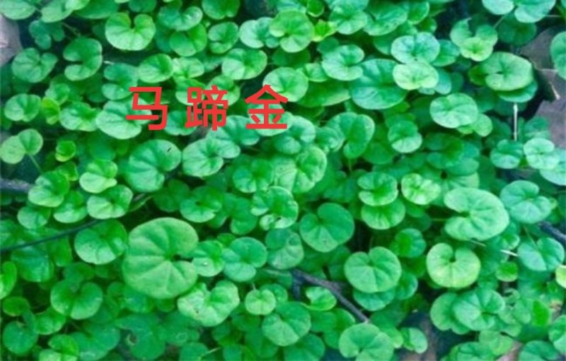 马蹄金种子绿化草坪牧草种子草籽四季易种易活耐活品种