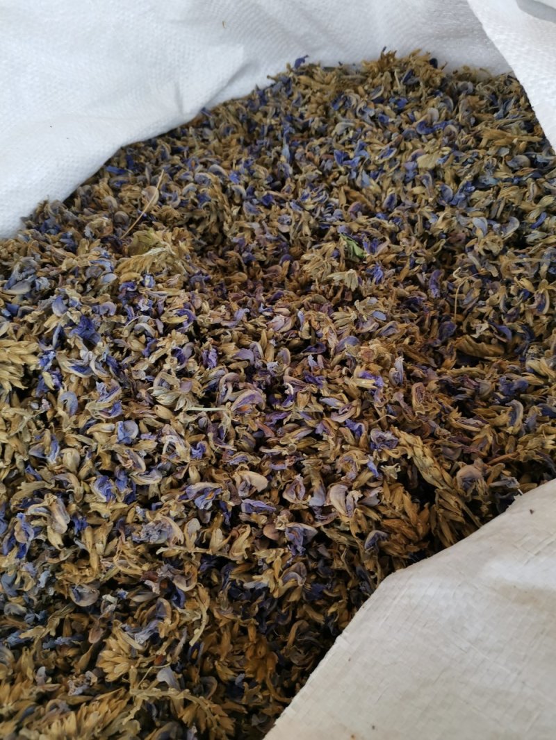 野生葛花（青藤花）大花，欢迎咨询订购，火爆出货中