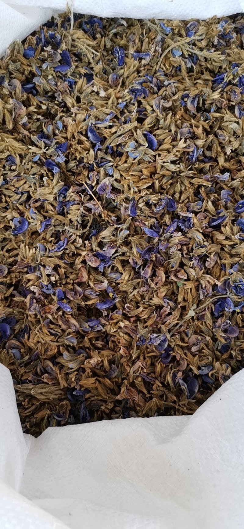 野生葛花（青藤花）大花，欢迎咨询订购，火爆出货中
