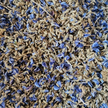 野生葛花（青藤花）大花，欢迎咨询订购，火爆出货中
