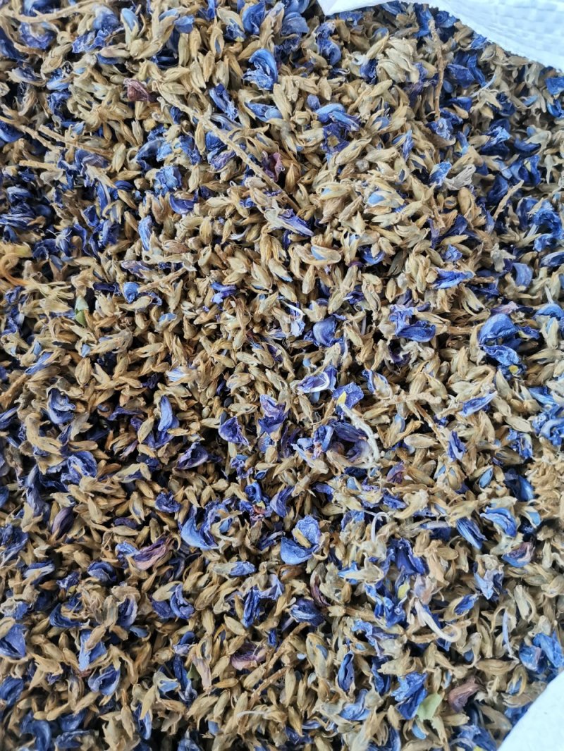 野生葛花（青藤花）大花，欢迎咨询订购，火爆出货中