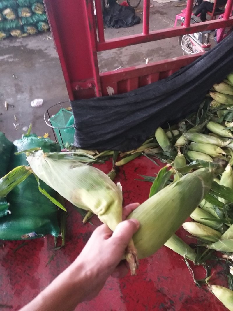 精品甜玉米