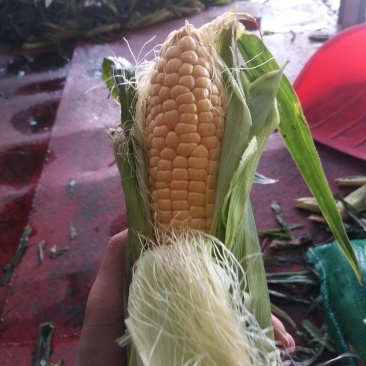 精品甜玉米
