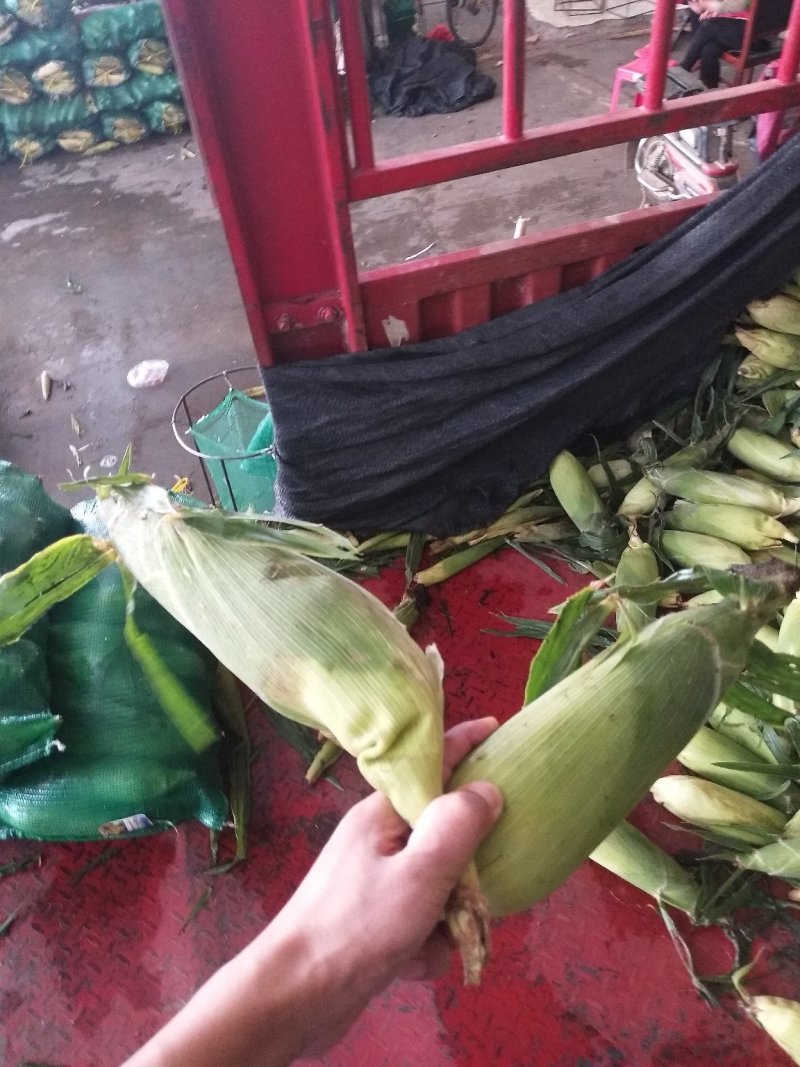 甜玉米