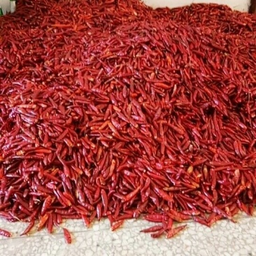 小辣椒