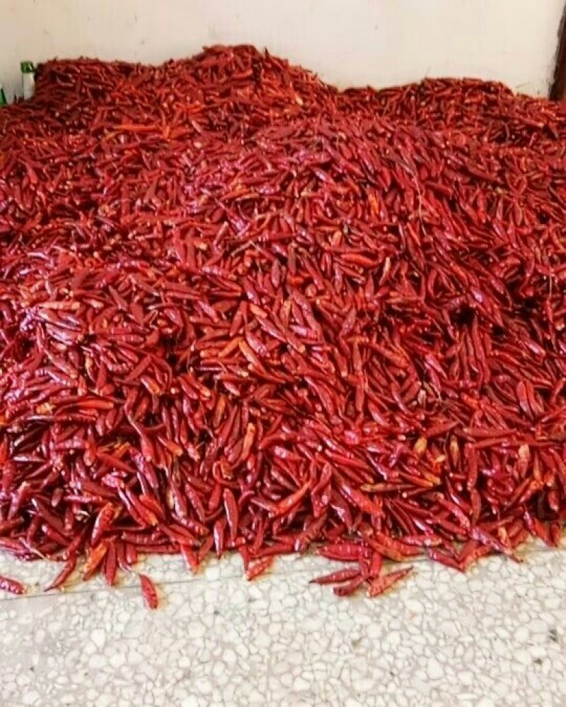 小辣椒