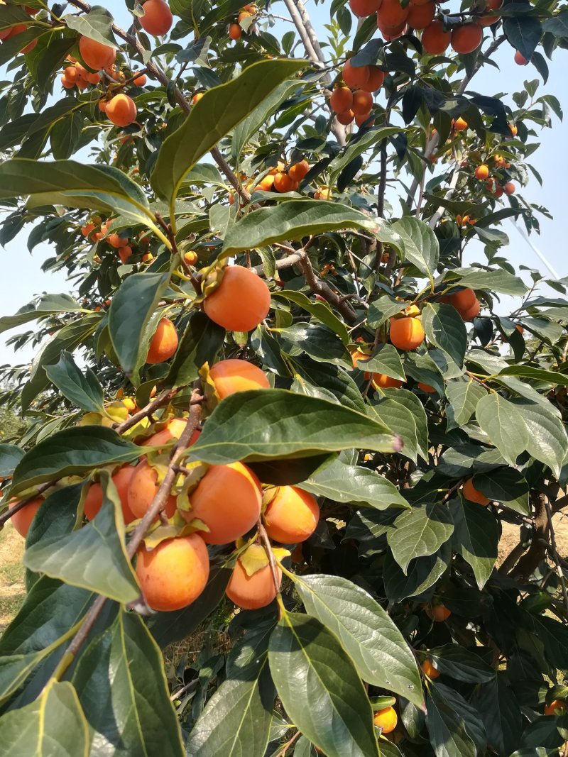 大量批发供应：吊红小珠柿