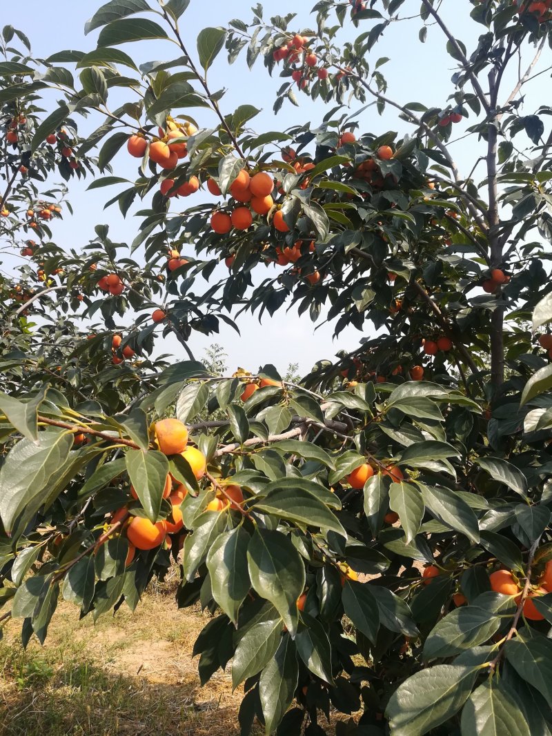 大量批发供应：吊红小珠柿