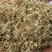 小米草.道地药材,质优价实,品质保证,药典标准一公斤起批