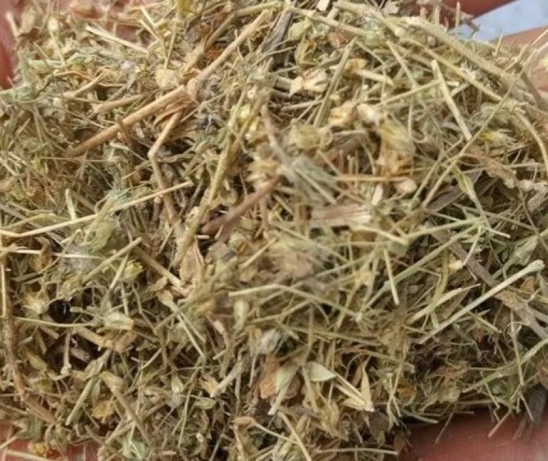 小米草.道地药材，质优价实，品质保证，药典标准一公斤起批