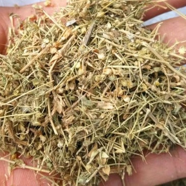小米草.道地药材,质优价实,品质保证,药典标准一公斤起批