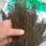 茅膏菜.道地药材,质优价实,品质保证,药典标准一公斤起批