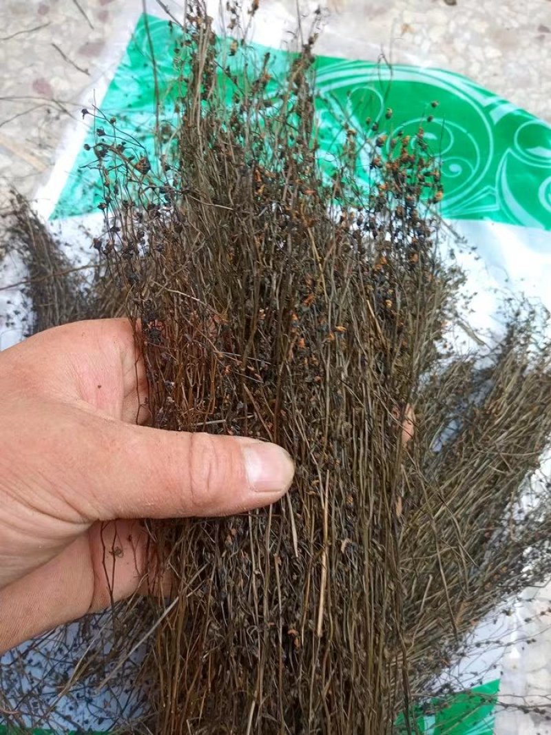 茅膏菜.道地药材，质优价实，品质保证，药典标准一公斤起批