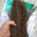茅膏菜.道地药材,质优价实,品质保证,药典标准一公斤起批