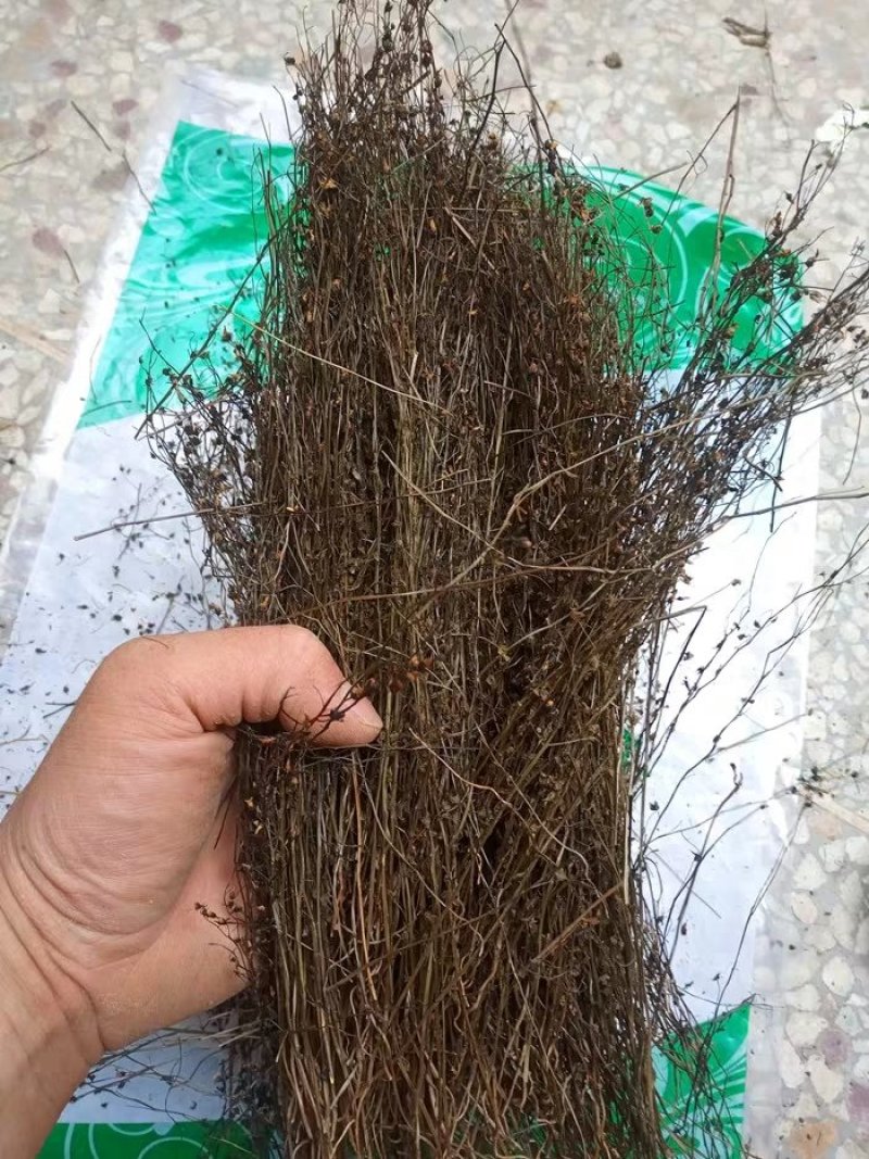 茅膏菜.道地药材，质优价实，品质保证，药典标准一公斤起批