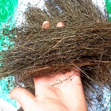 茅膏菜.道地药材,质优价实,品质保证,药典标准一公斤起批