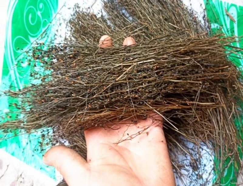 茅膏菜.道地药材，质优价实，品质保证，药典标准一公斤起批
