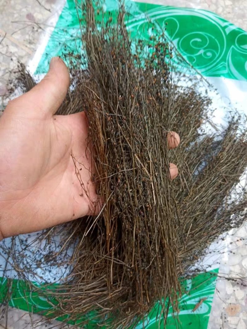 茅膏菜.道地药材，质优价实，品质保证，药典标准一公斤起批