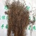 茅膏菜.道地药材,质优价实,品质保证,药典标准一公斤起批