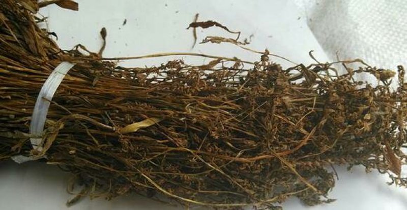盘龙参千余品种供应承接订单