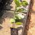 齐早樱桃苗，吉塞拉6号矮化根系，早熟新品种