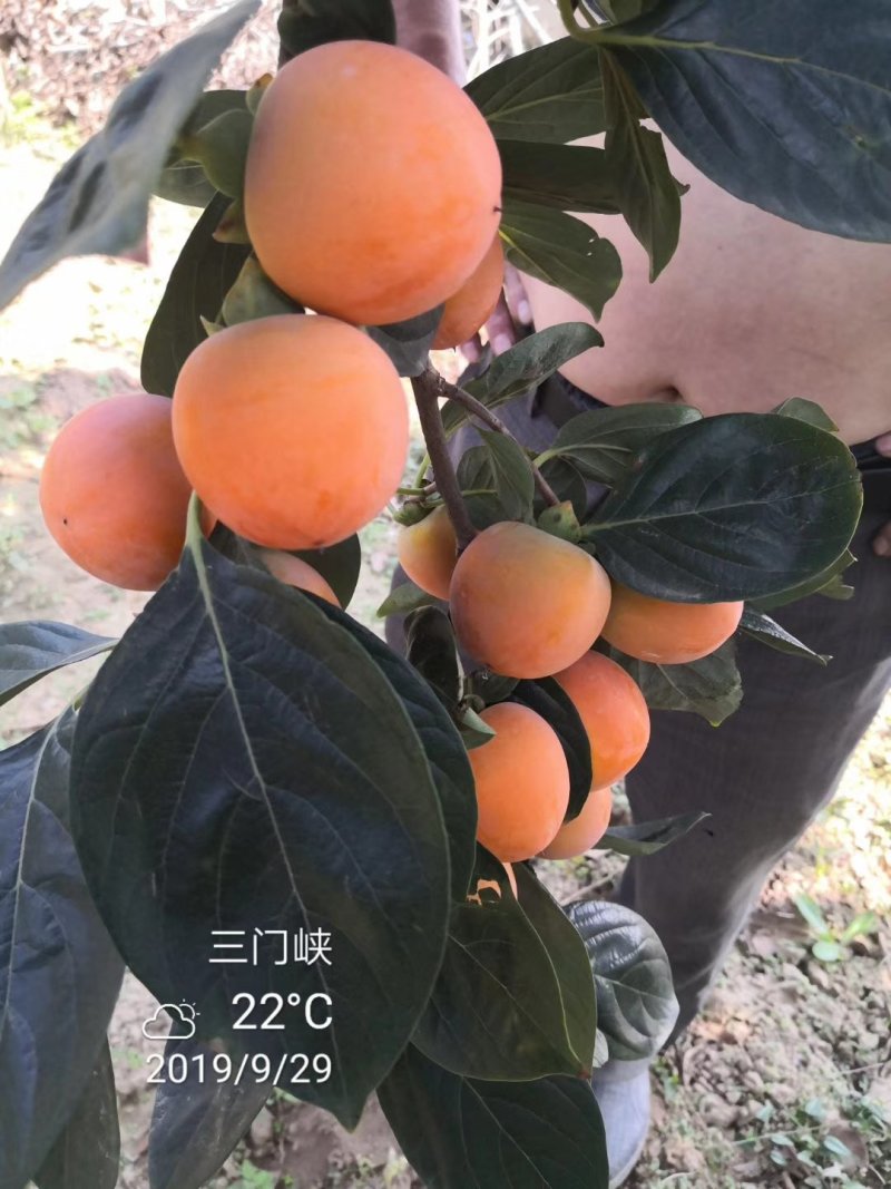 灵宝柿子