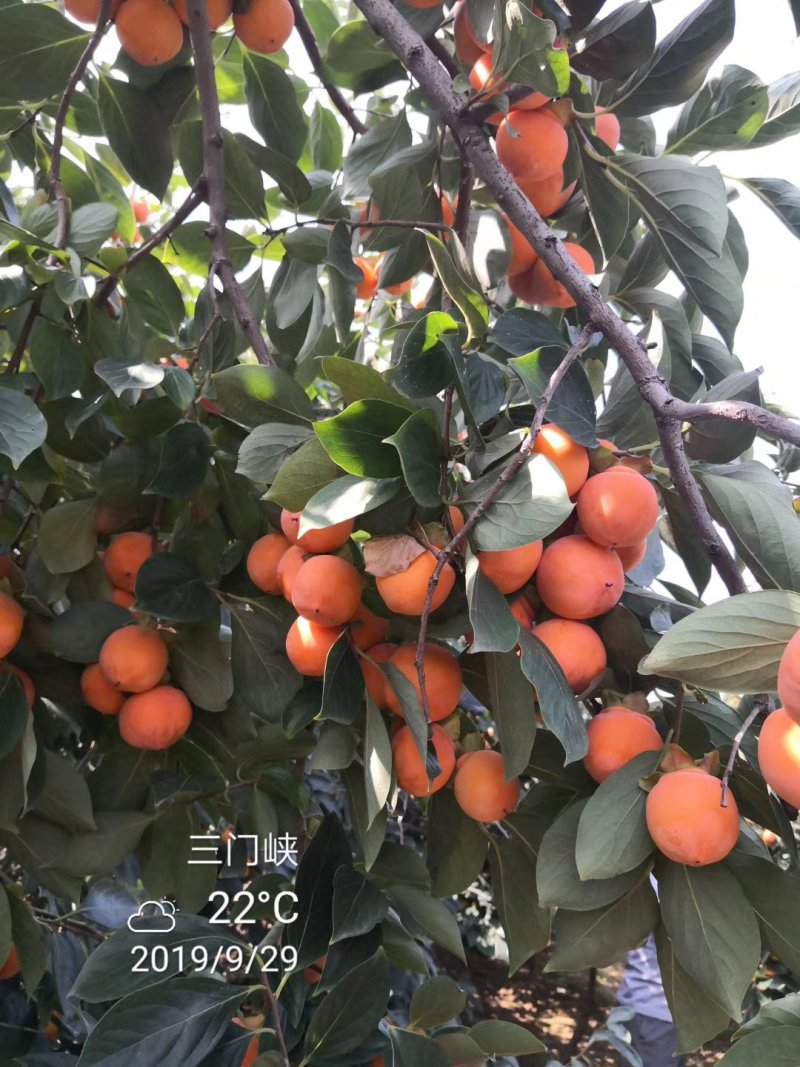灵宝柿子