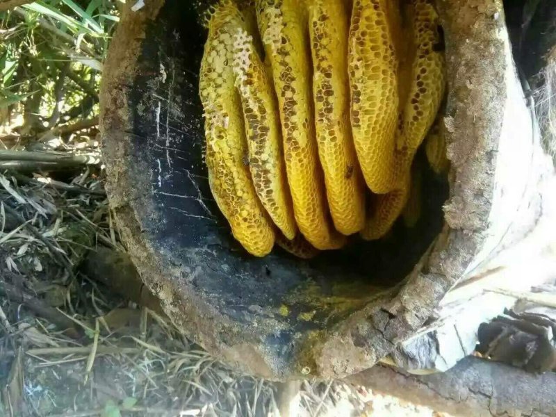 土蜂蜜