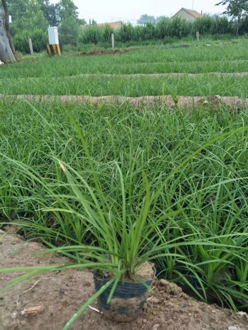 【正宗新鲜麦冬草】耐寒，易存活欢迎实地考察订购