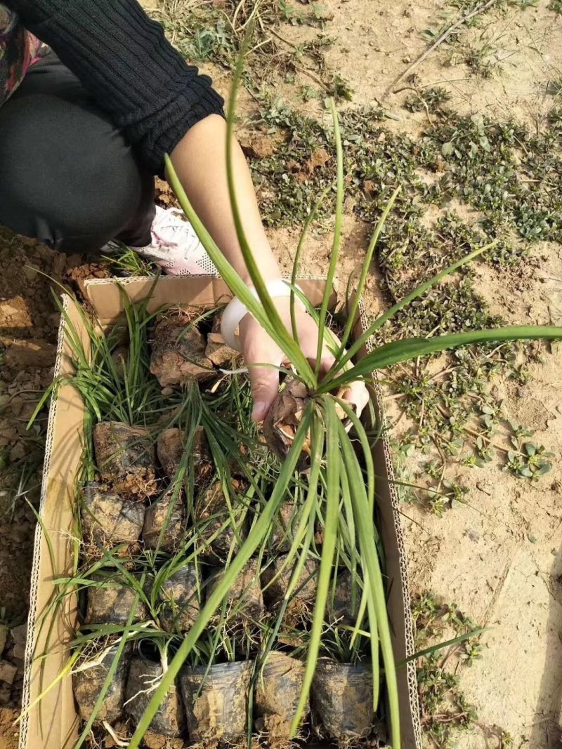 【正宗新鲜麦冬草】耐寒，易存活欢迎实地考察订购