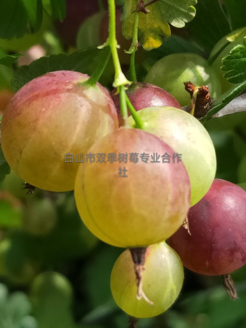 灯笼果苗，批发三年生大灯笼果苗，保证大果的而且特别好吃。