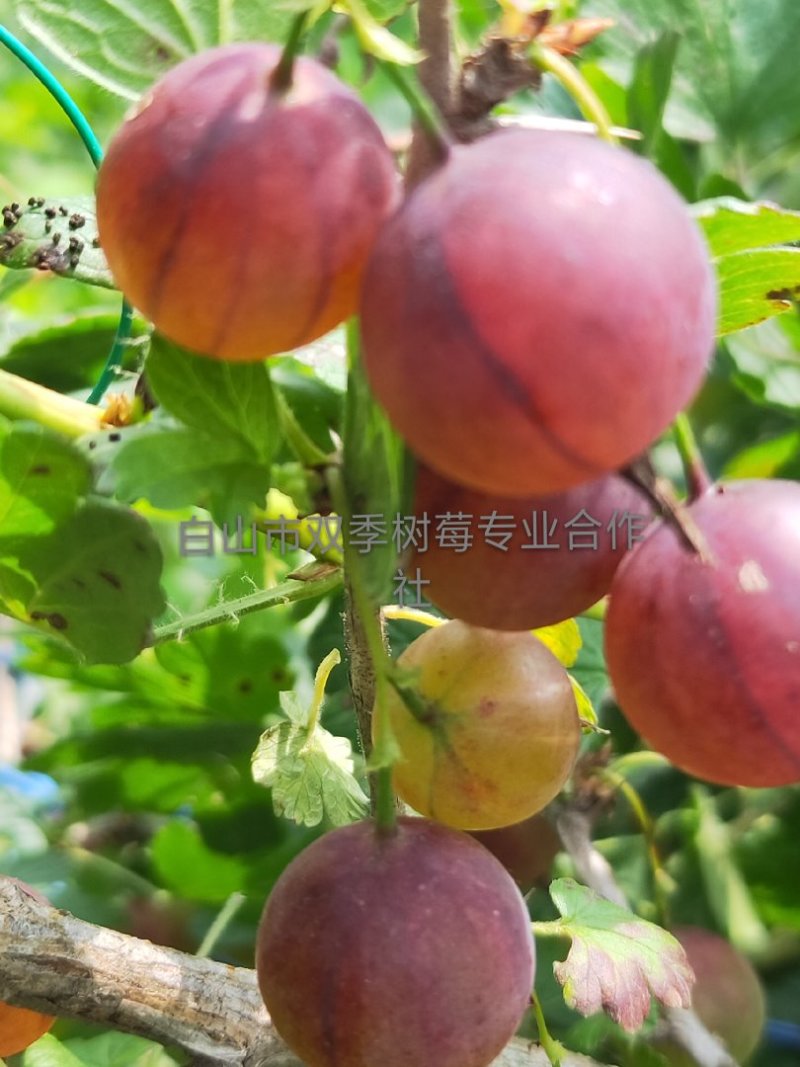 灯笼果苗，批发三年生大灯笼果苗，保证大果的而且特别好吃。
