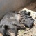 常年供应原生密林野生散养的藏香猪