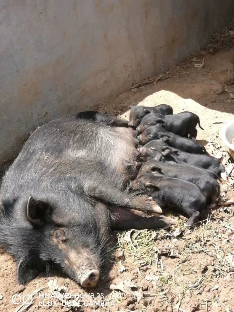 常年供应原生密林野生散养的藏香猪